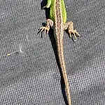 Lawendowy Zakatek Villa Boszkowo